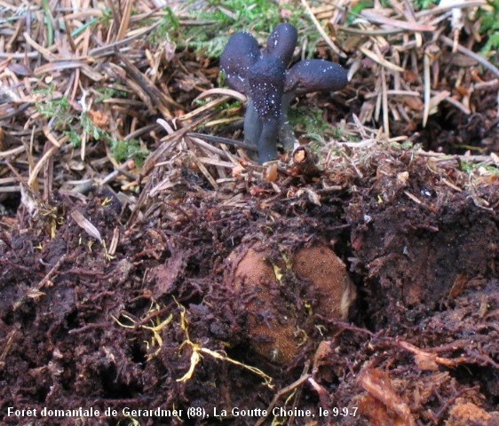 macrostoma