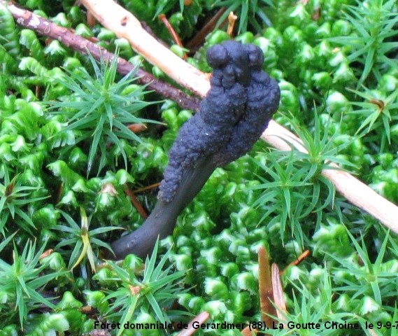 macrostoma