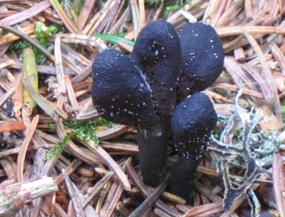 macrostoma