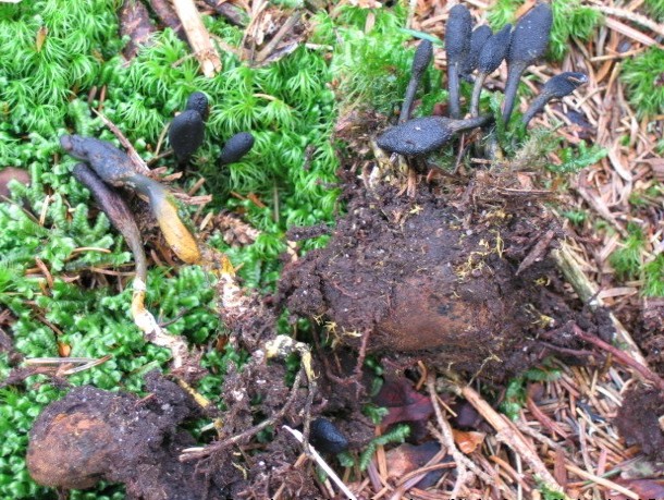 macrostoma