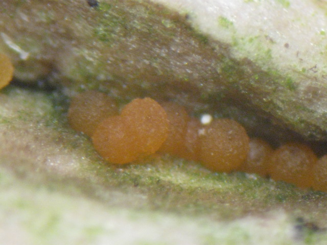 macrostoma