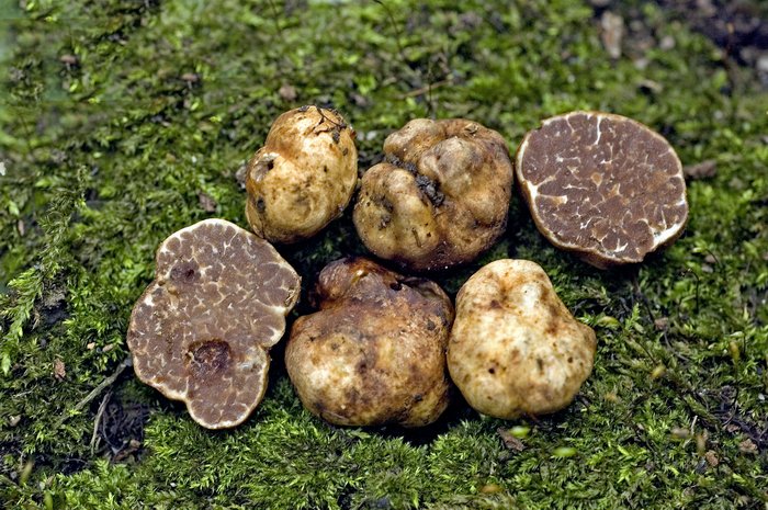 macrostoma
