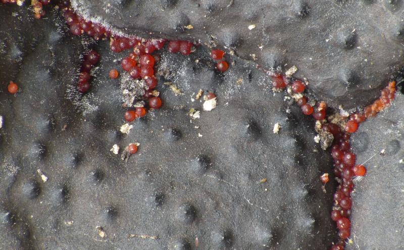 macrostoma
