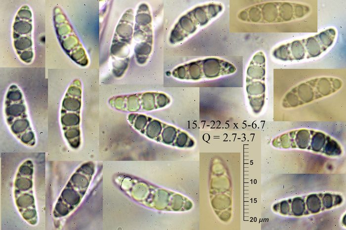 macrostoma