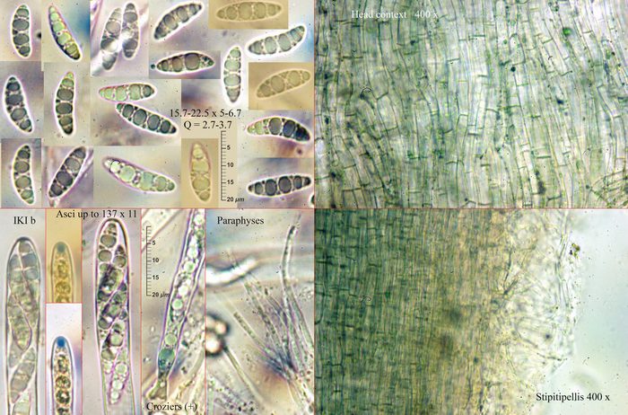 macrostoma