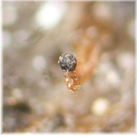 macrostoma