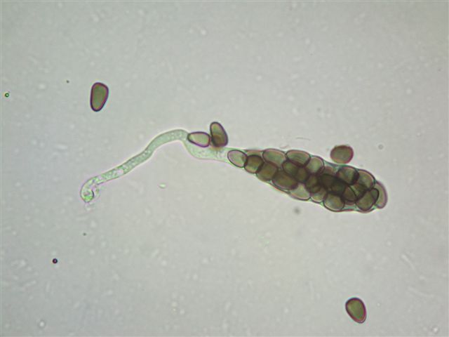 macrostoma
