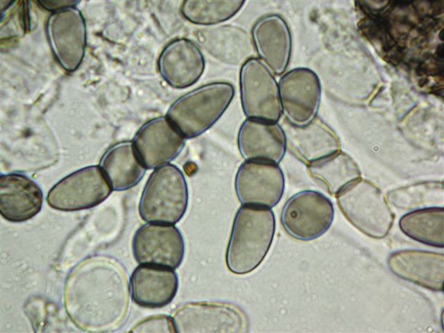 macrostoma