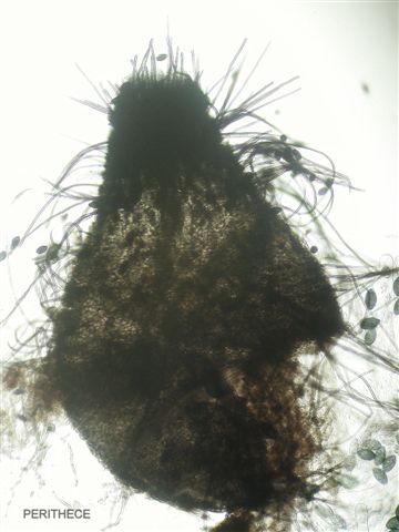 macrostoma