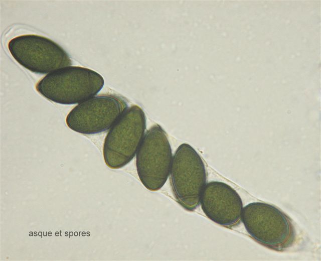 macrostoma