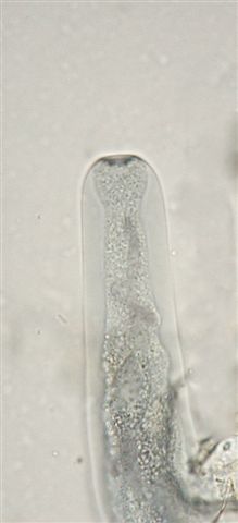 macrostoma