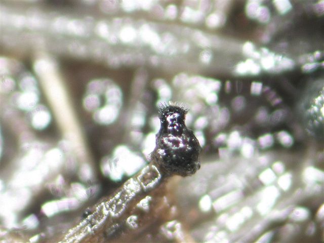 macrostoma