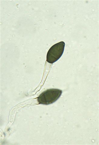 macrostoma