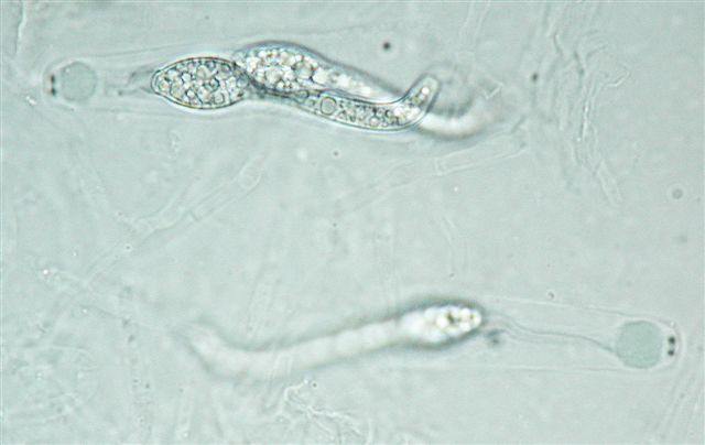 macrostoma