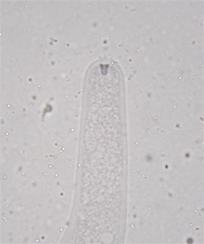 macrostoma