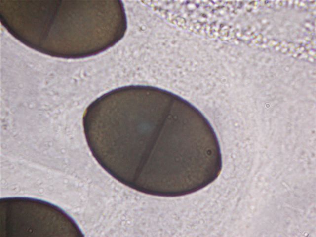 macrostoma
