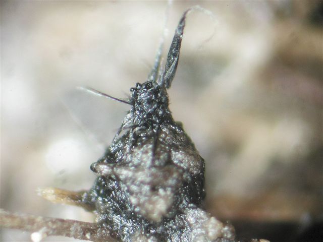 macrostoma