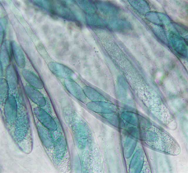macrostoma