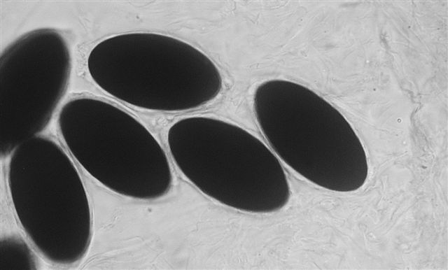 macrostoma