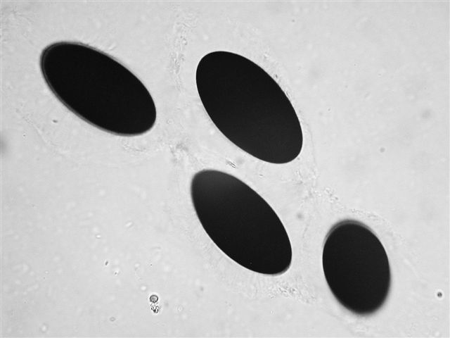 macrostoma