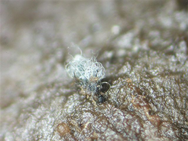 macrostoma