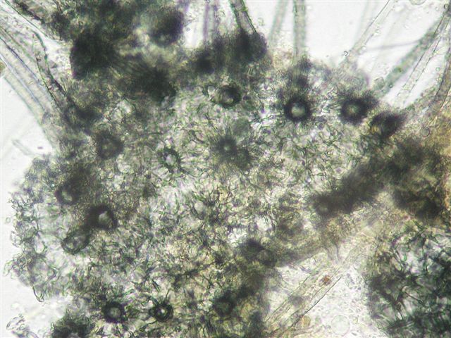 macrostoma