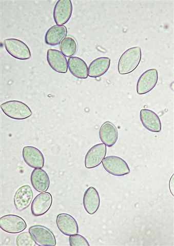 macrostoma