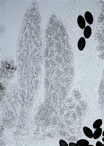 macrostoma