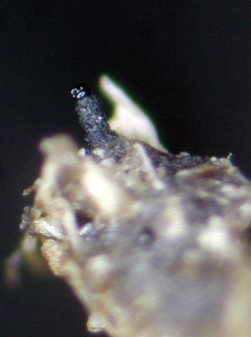 macrostoma