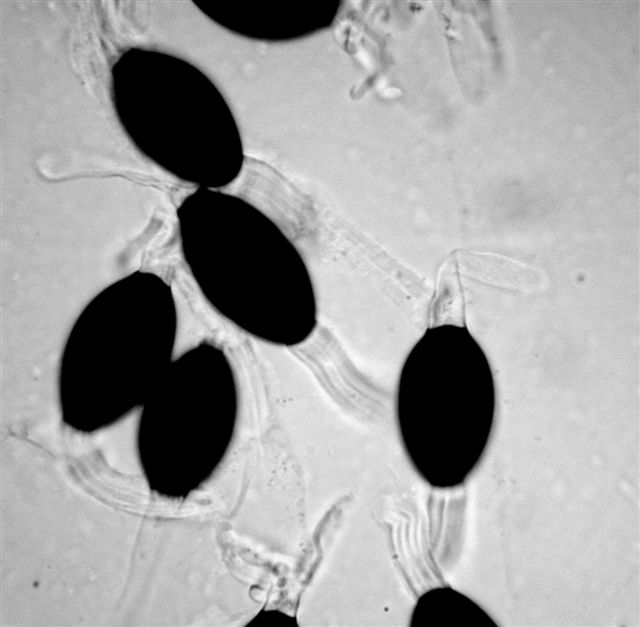 macrostoma