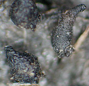 macrostoma