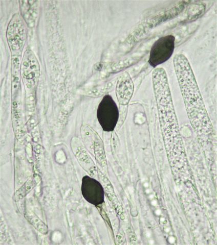 macrostoma