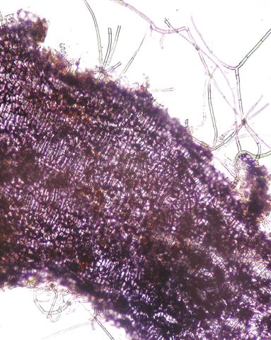 macrostoma