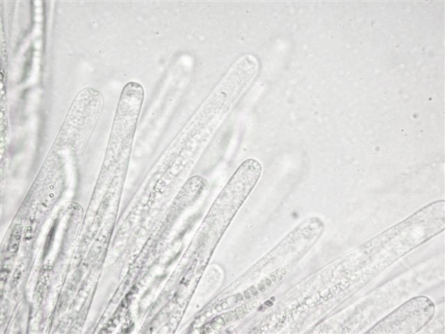 macrostoma