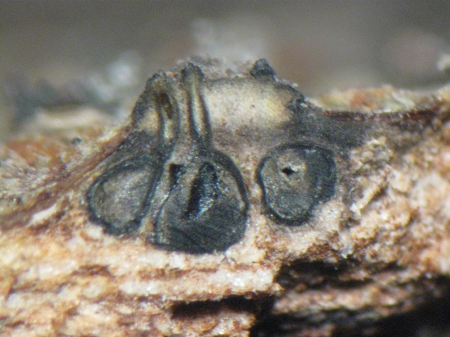 macrostoma