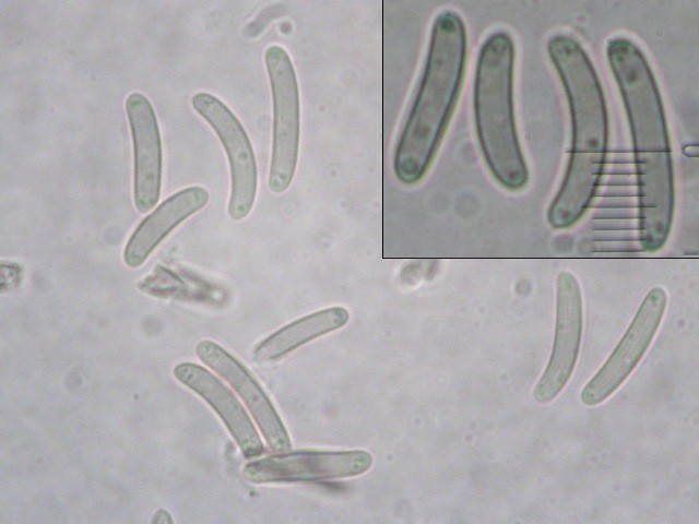 macrostoma