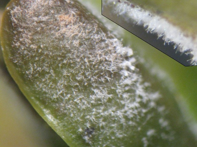 macrostoma