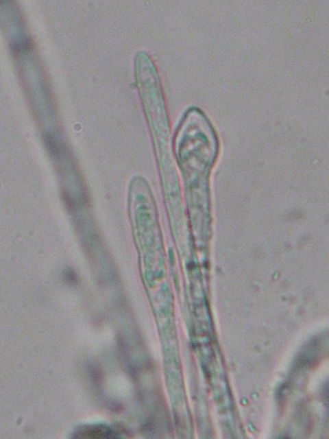 macrostoma
