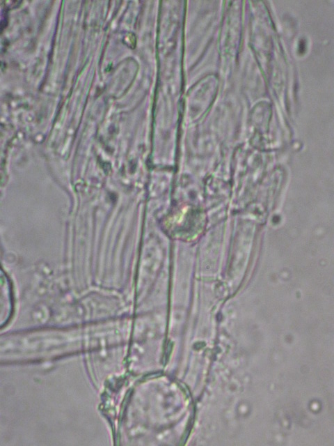 macrostoma