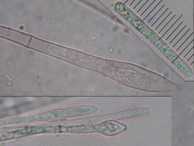 macrostoma