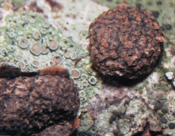 macrostoma