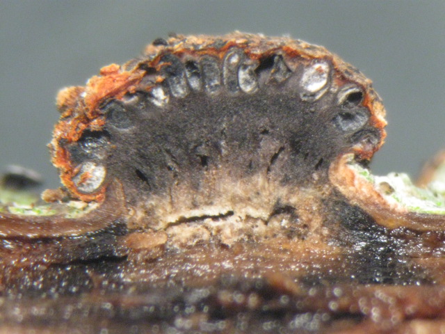 macrostoma