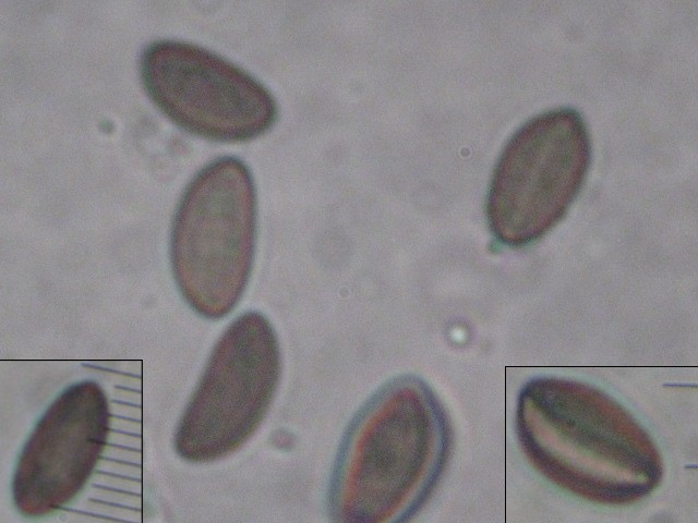 macrostoma