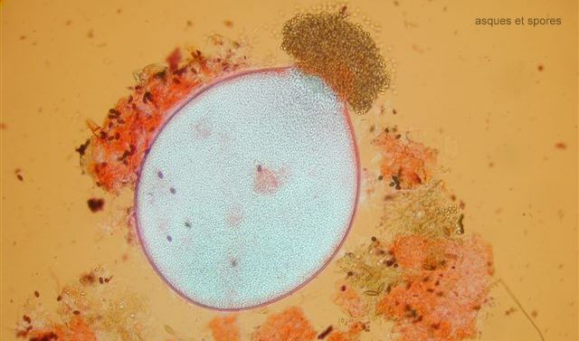macrostoma