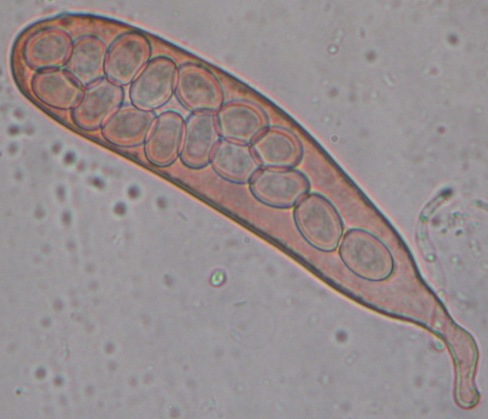macrostoma