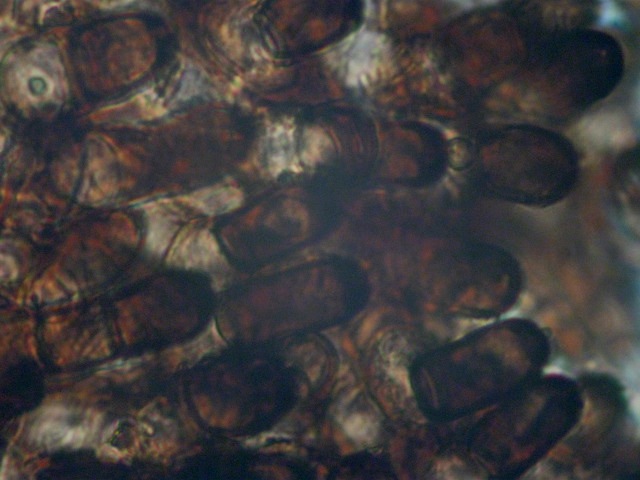 macrostoma