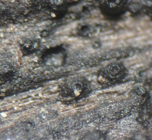 macrostoma