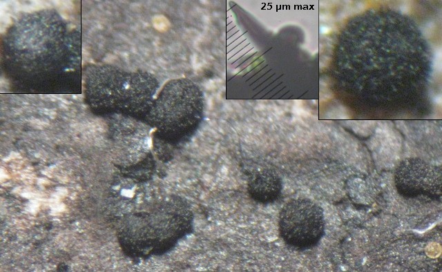 macrostoma