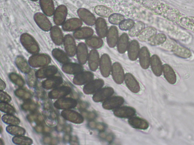 macrostoma
