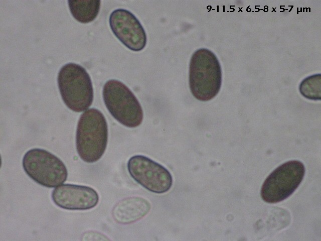 macrostoma